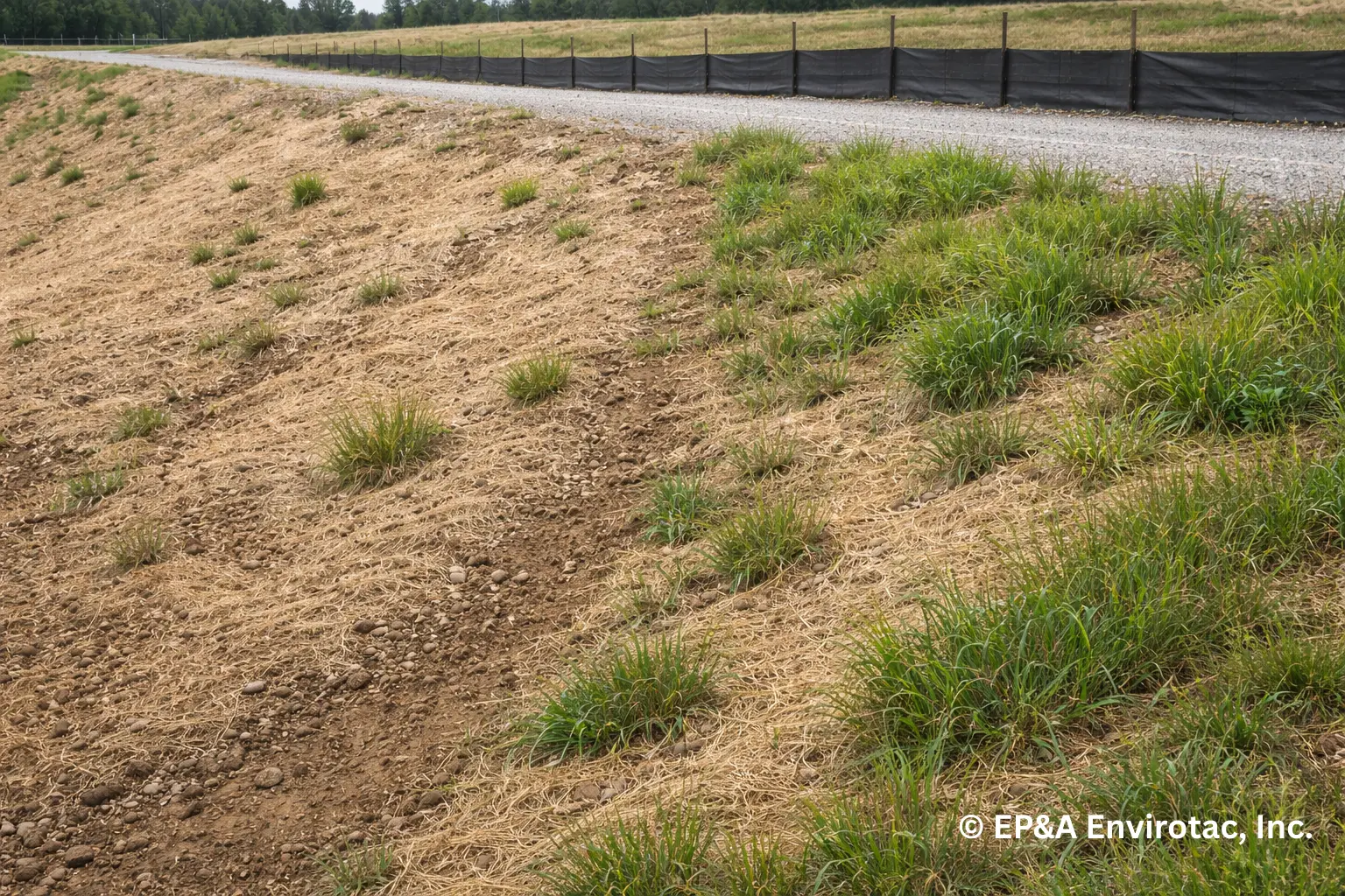 Uneven vegetation growth on erosion control slope indicating differences in soil recovery