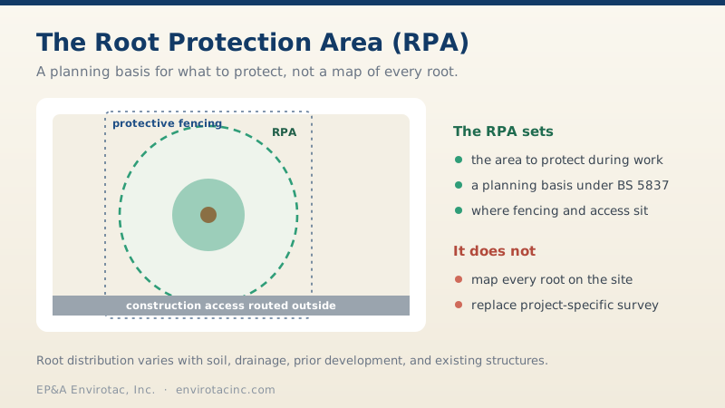 The Root Protection Area in plan view: a dashed RPA boundary and protective fencing around a retained tree, with construction access routed outside
